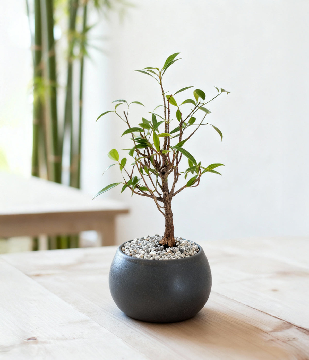willow leaf bonsai with slender foliage for calm, focused home corners