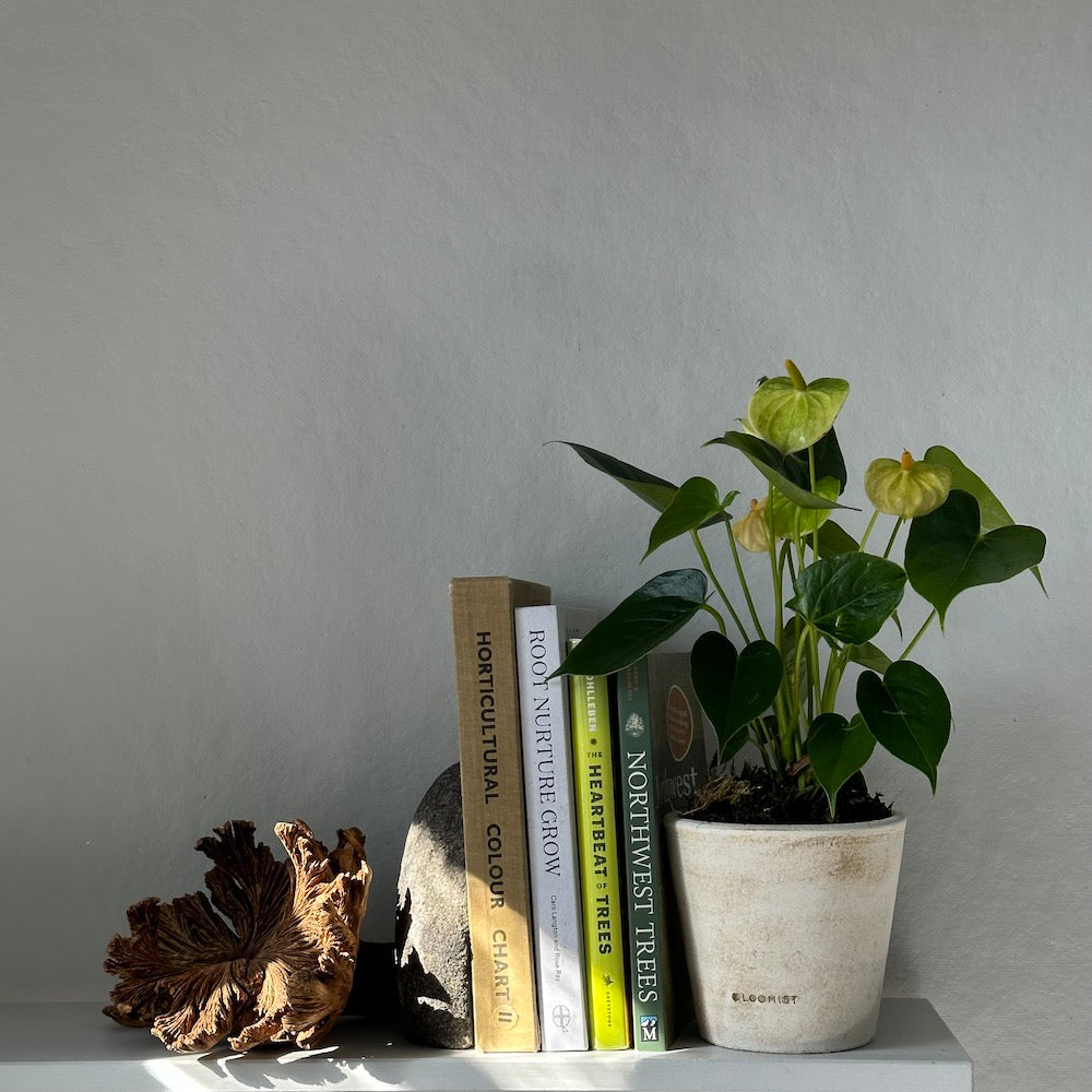 Basic Planter, White Patina - Bloomist