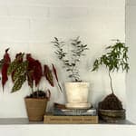 Angel Wings Begonia, Potted - Bloomist