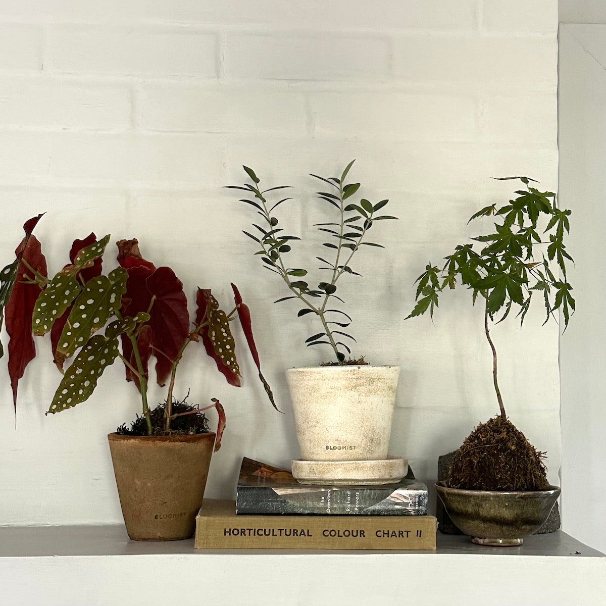 olive indoor plant Olive Tree, Potted