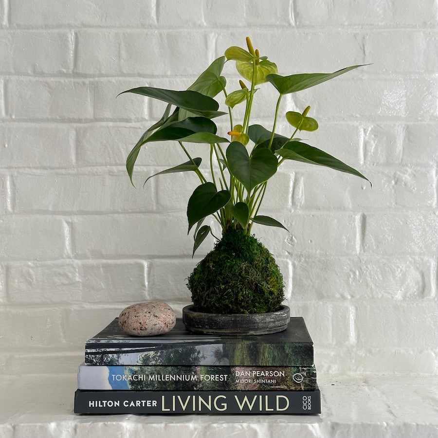 White Anthurium Kokedama - Bloomist