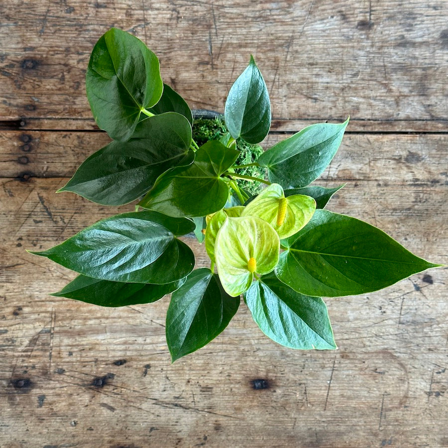 White Anthurium Kokedama - Bloomist