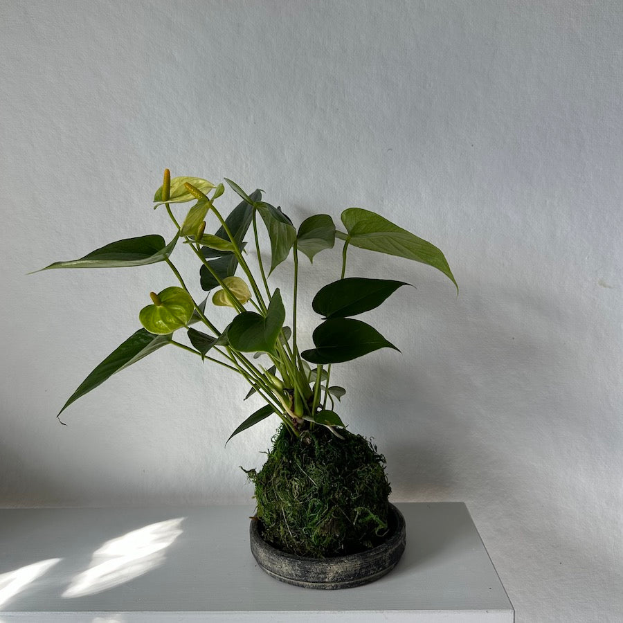 White Anthurium Kokedama - Bloomist