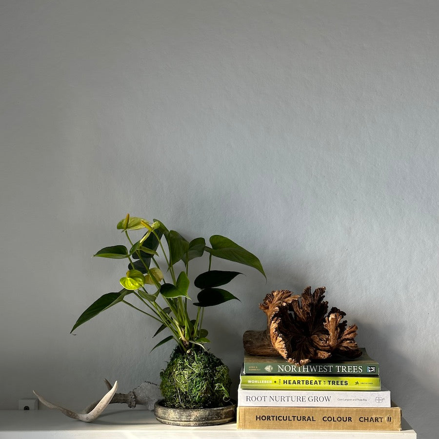 White Anthurium Kokedama - Bloomist