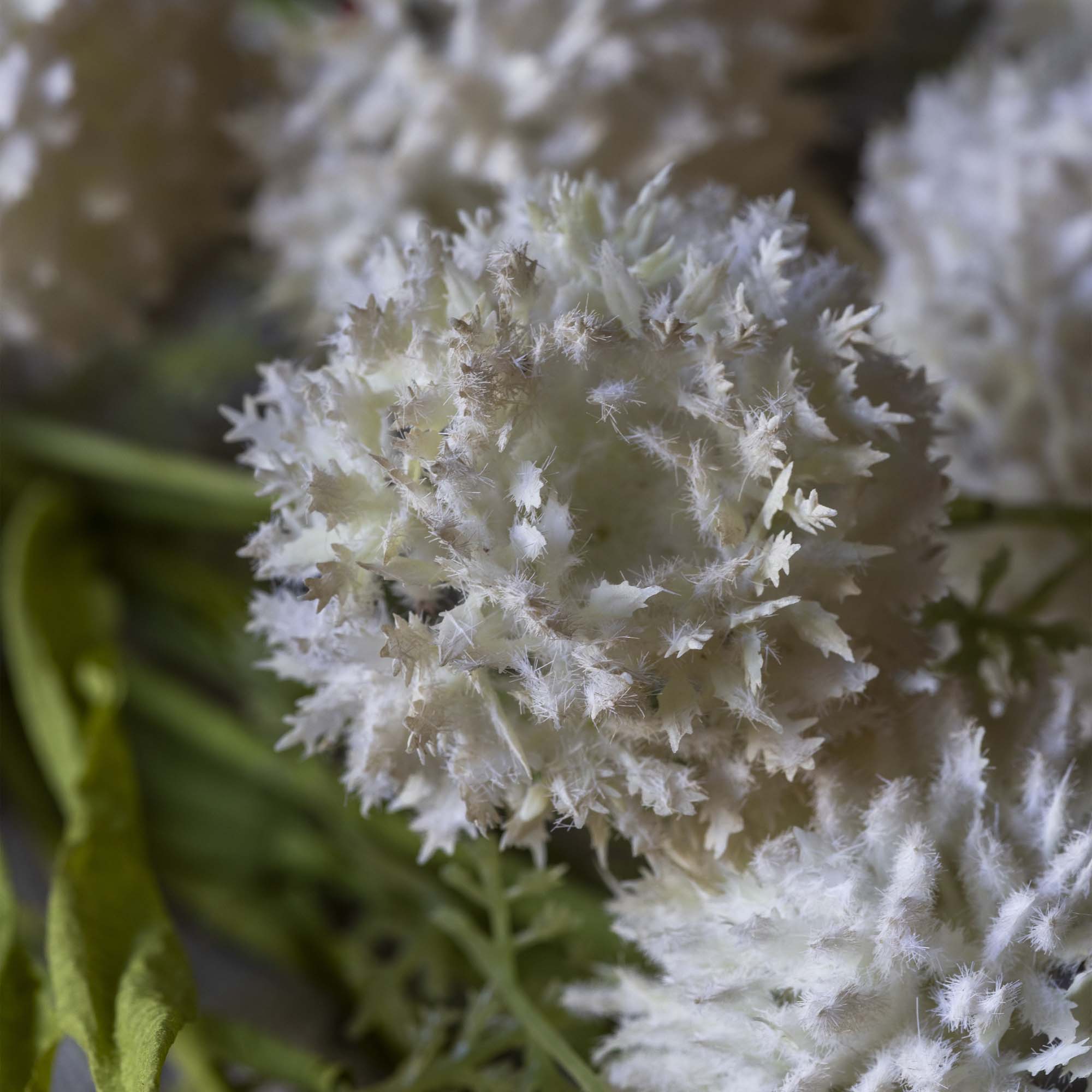 Artificial Melaleuca, Cream – Large faux stem with softly spiky cream flower heads.

