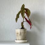 Angel Wings Begonia, Potted - Bloomist