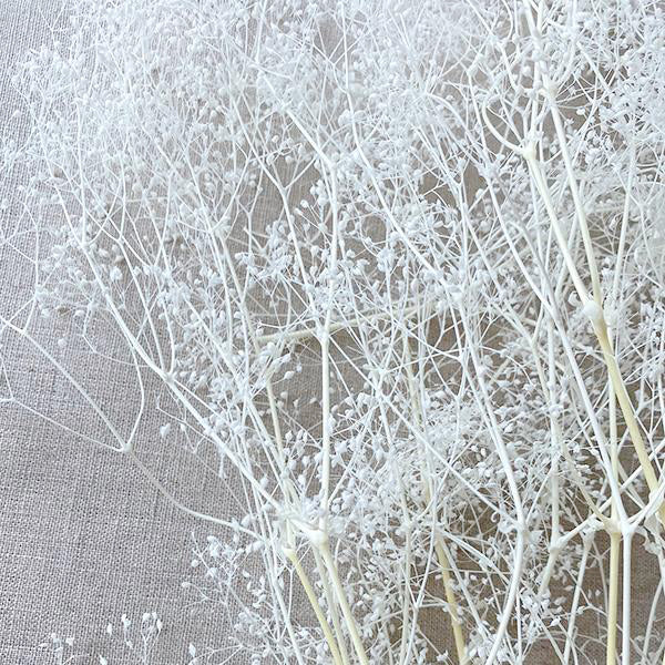 Dried white stardust gyp stems with cloudlike texture ideal for filler in vases or wreaths