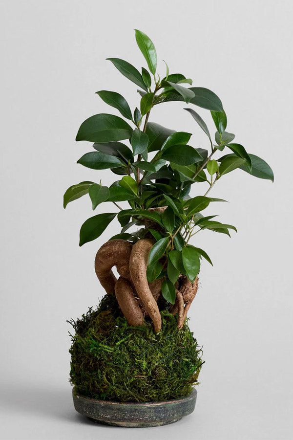 Uchovimiz videoni ko‘ndirdik Togri onanizmni organing va jinsiy olatni 5-6 sm ga osadi.