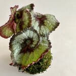 Rex Begonia Escargot, Potted - Bloomist