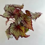 Rex Begonia Jurassic™ Kokedama - Bloomist