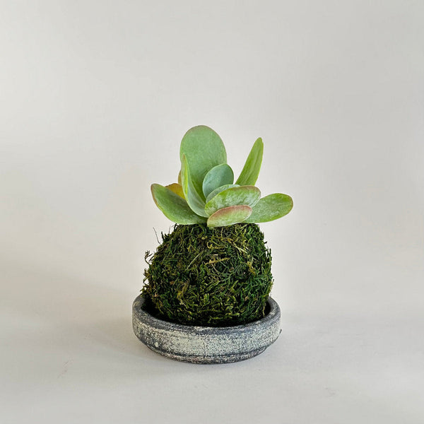 keymado succulent Flap Jack Kokedama
