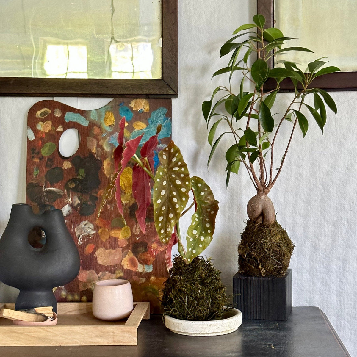 bugaboo bonsai Ficus Bonsai Kokedama