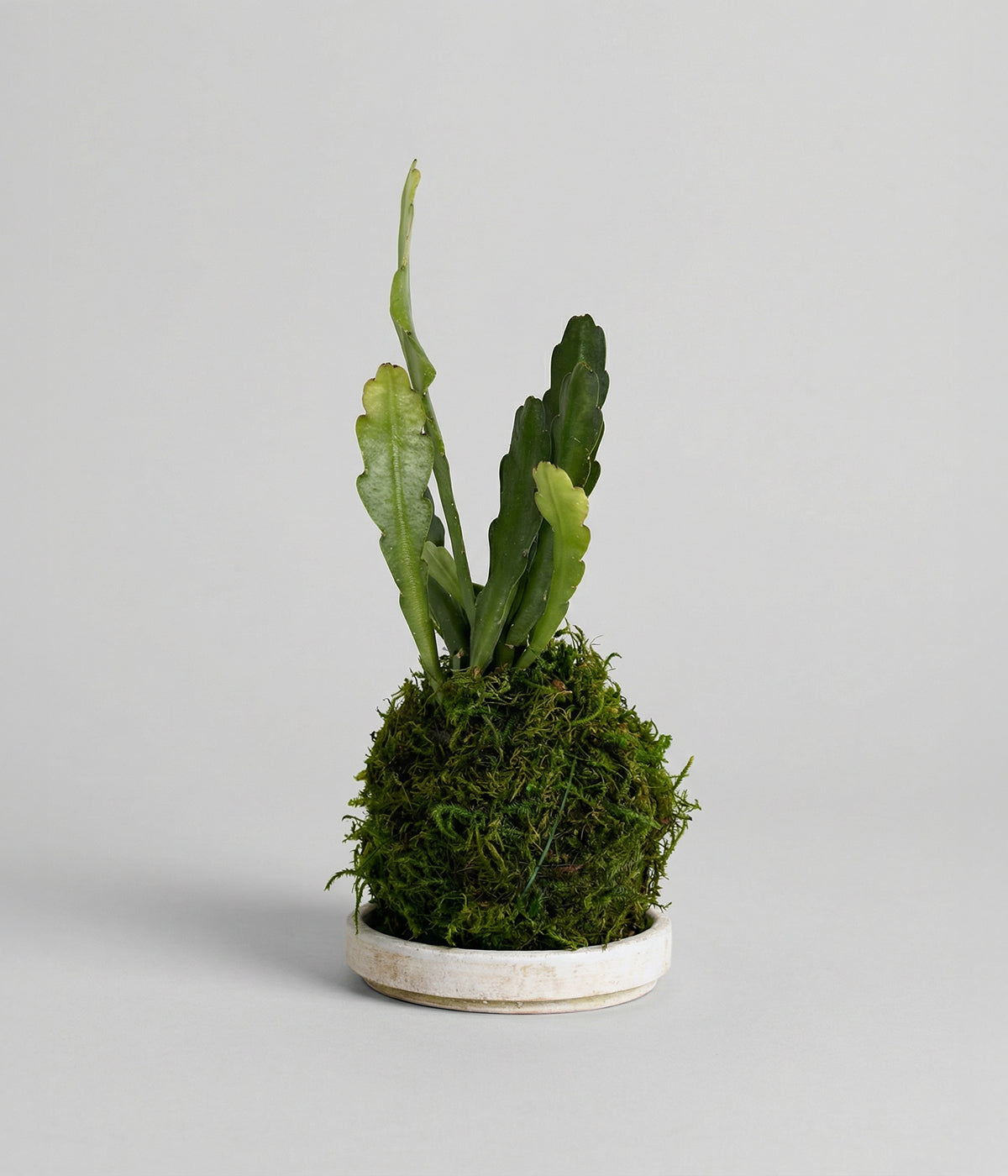 Orchid Cactus Kokedama in white patina tray