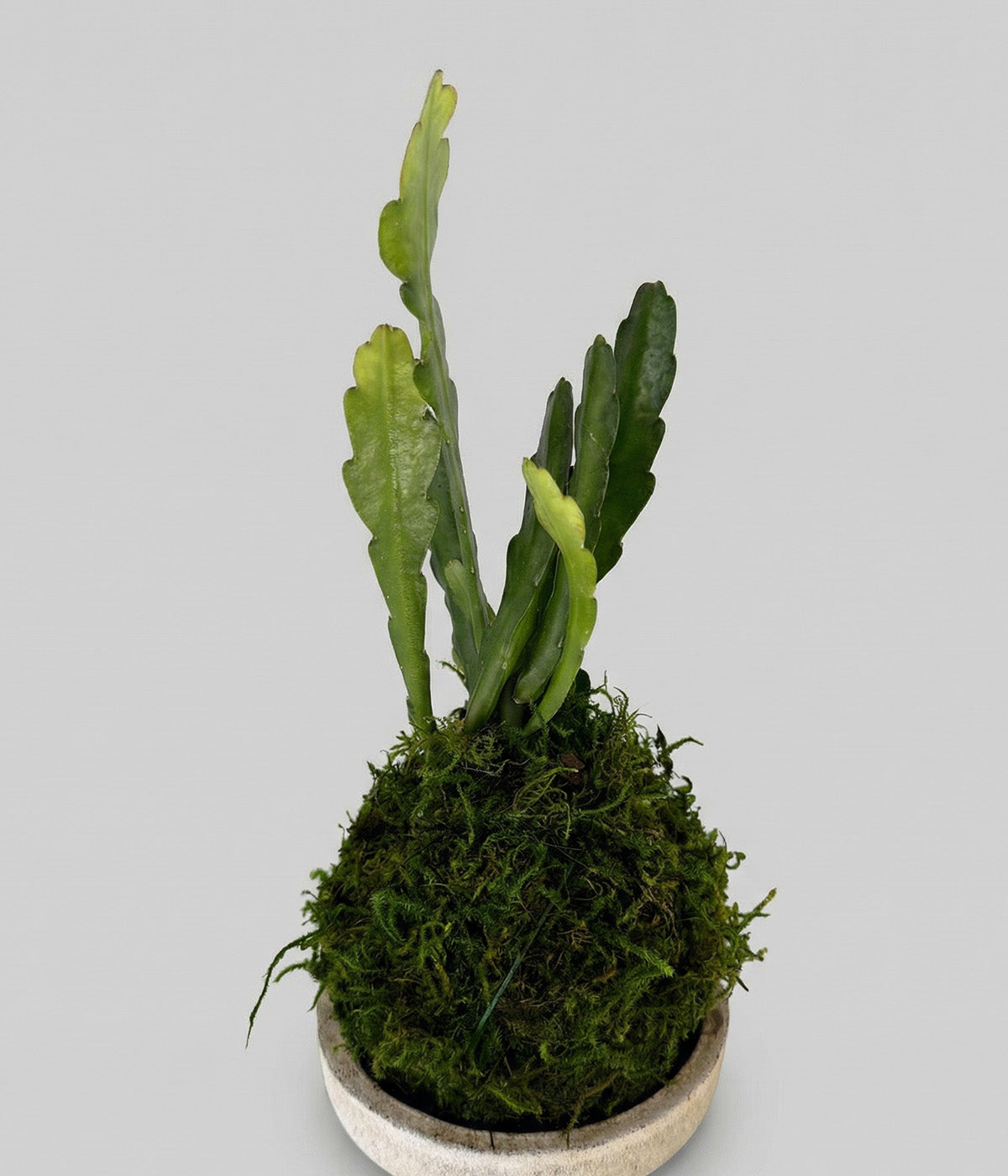 Orchid cactus growing in moss ball planter