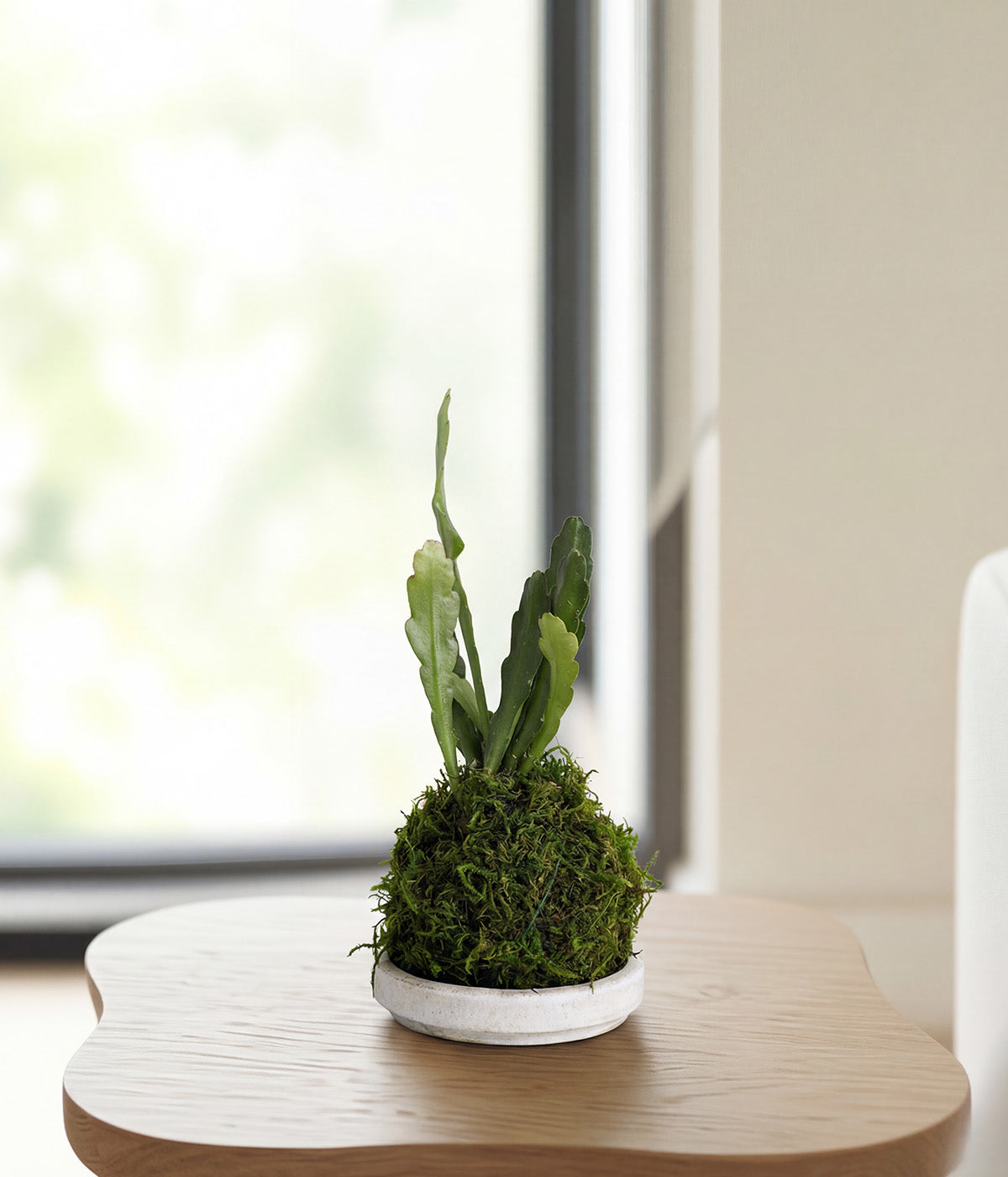 orchid soil for christmas cactus Epiphyllum Orchid Cactus Kokedama | Rare Indoor Plants