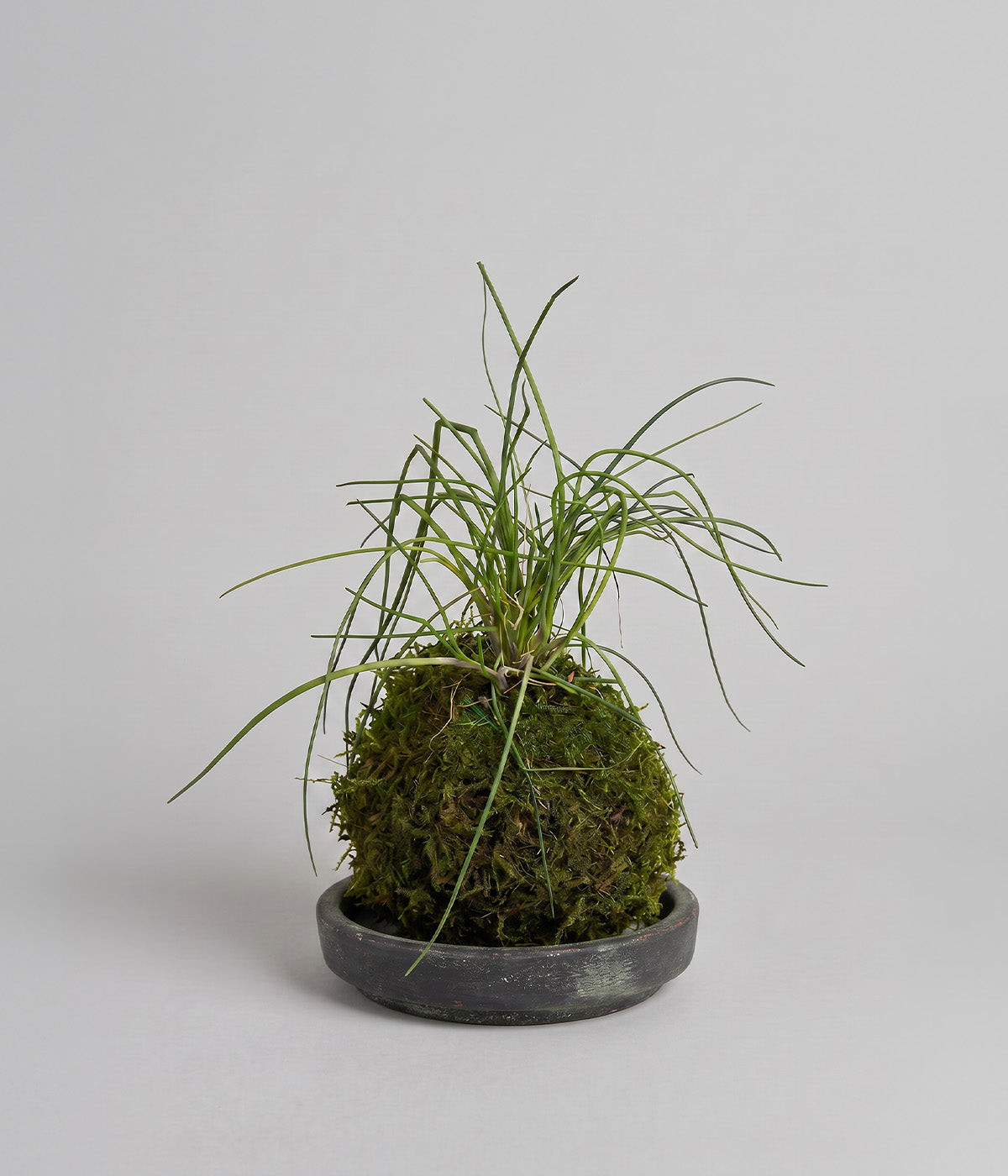 Allium schoenoprasum kokedama for indoor herb growing