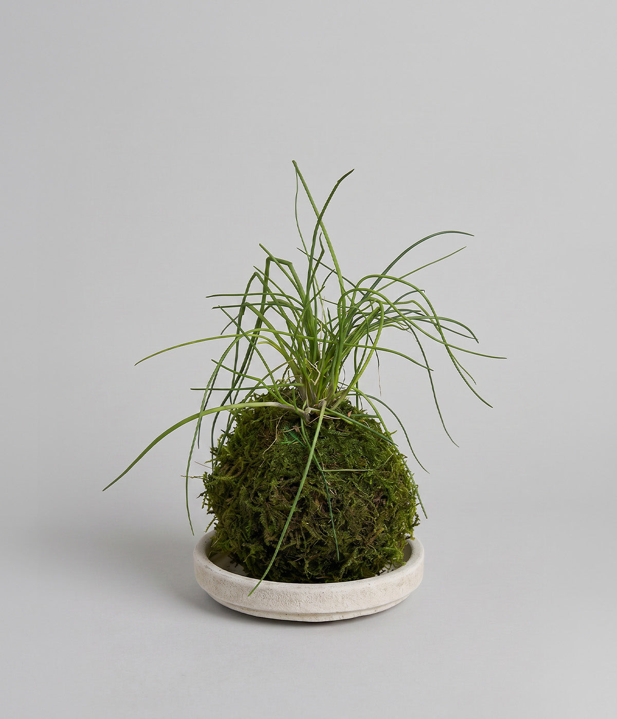 Chive plants with fine green shoots for cooking