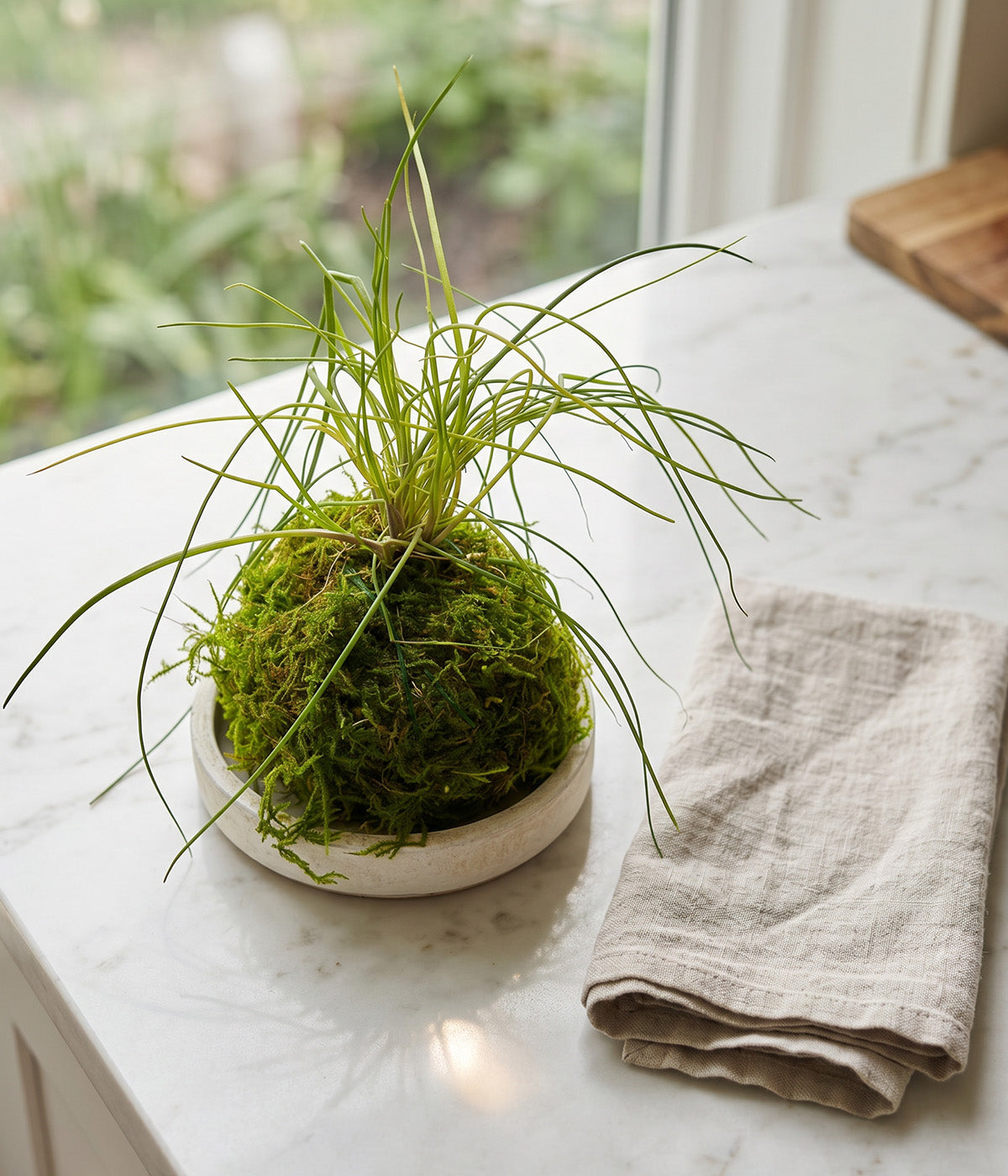 Indoor chives with mild onion flavor for kitchen use