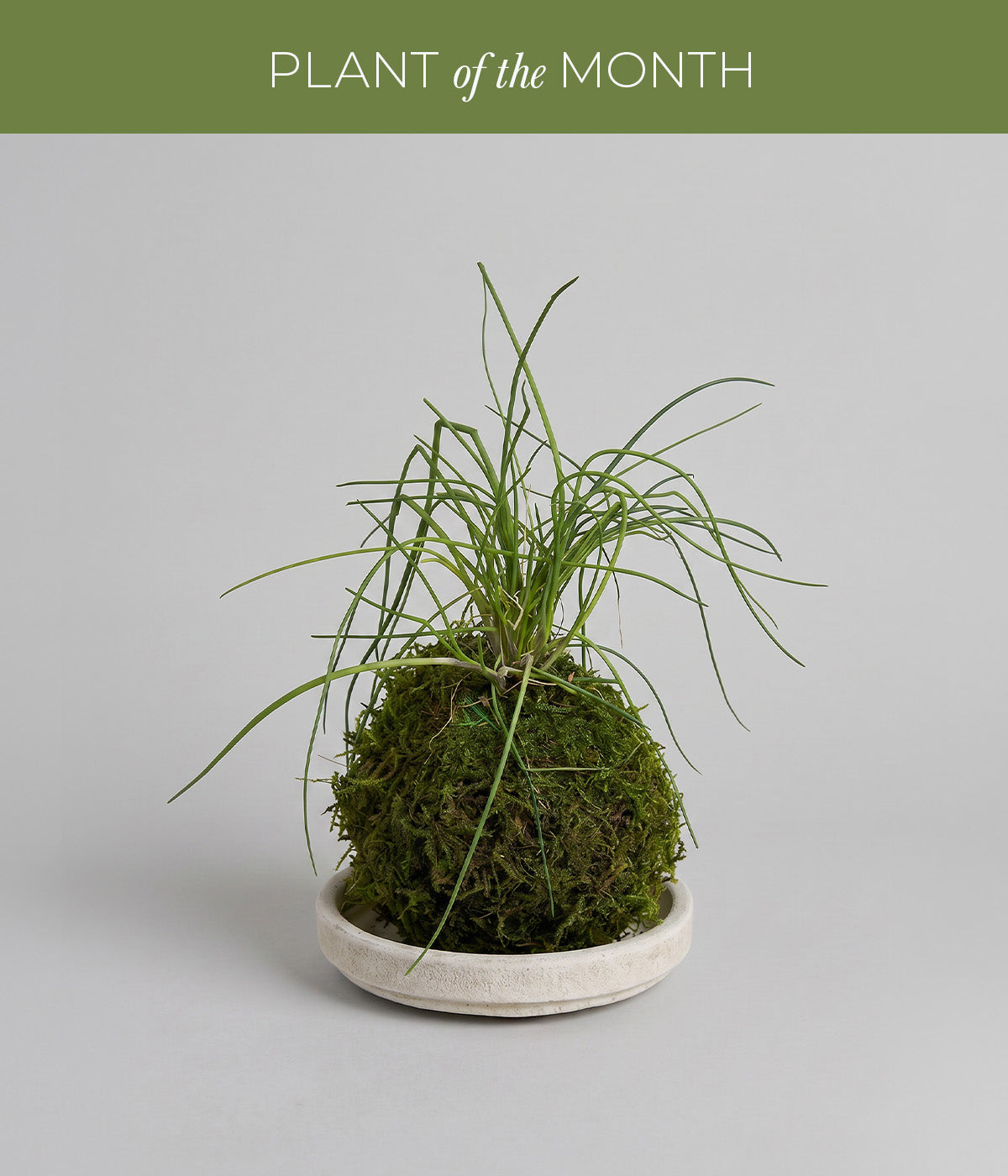 Chive kokedama with moss-wrapped root ball and slender green blades
