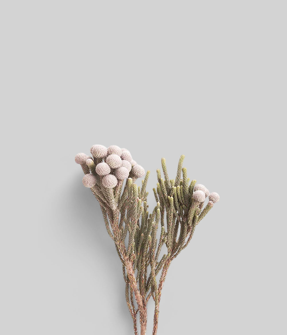 Dried Natural Silver Brunia Stems with frosted finish