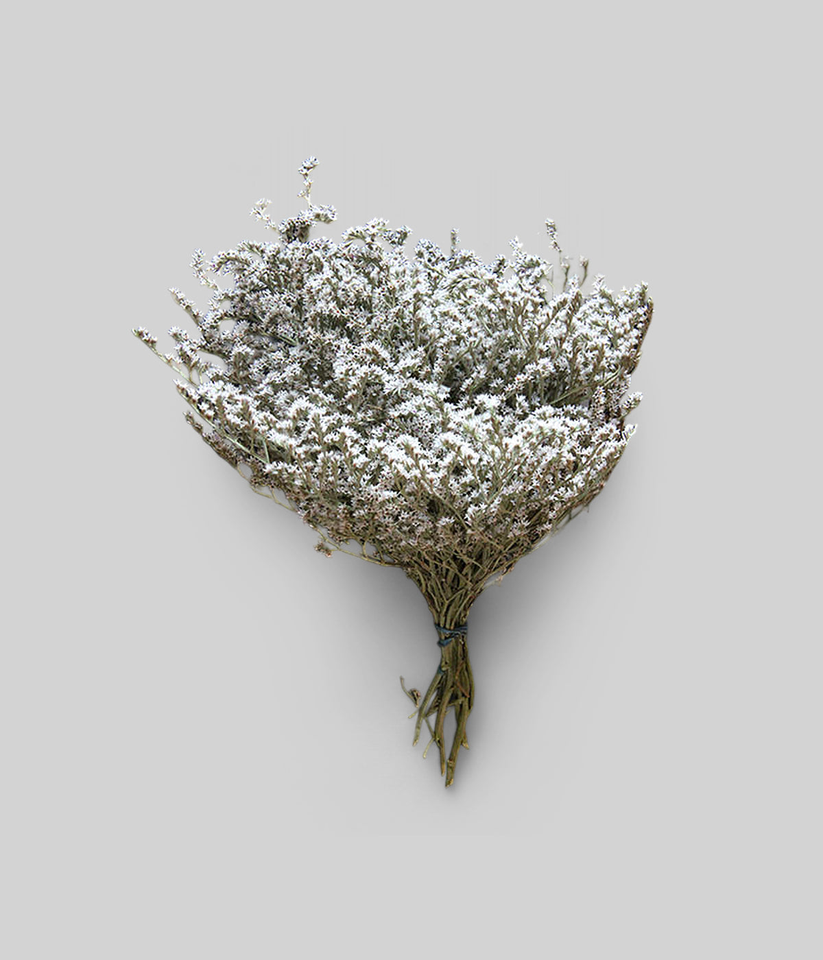 German Static Dried Natural German Statice | Preserved Sea Lavender Flower