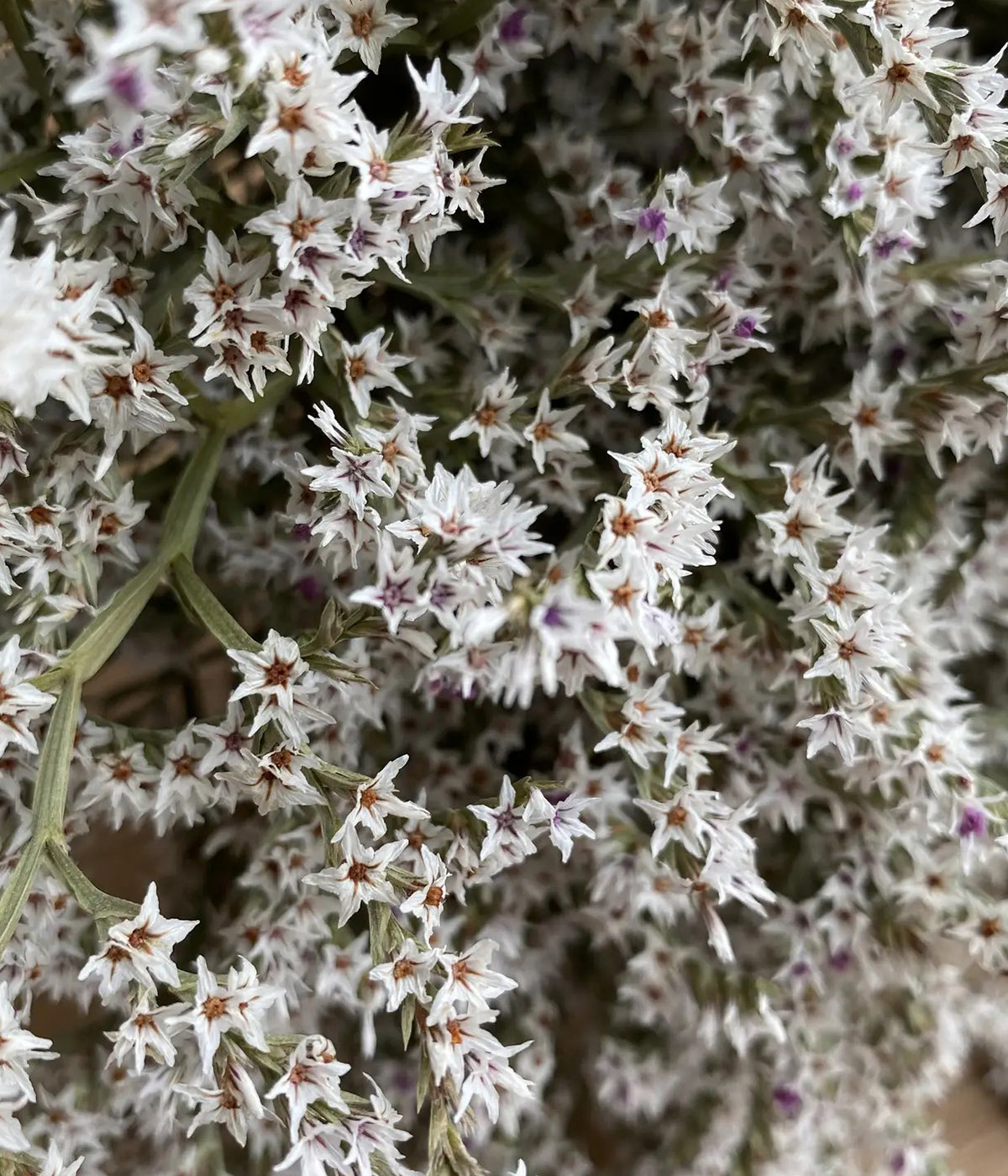 Dried German Statice - Thumbnail 2