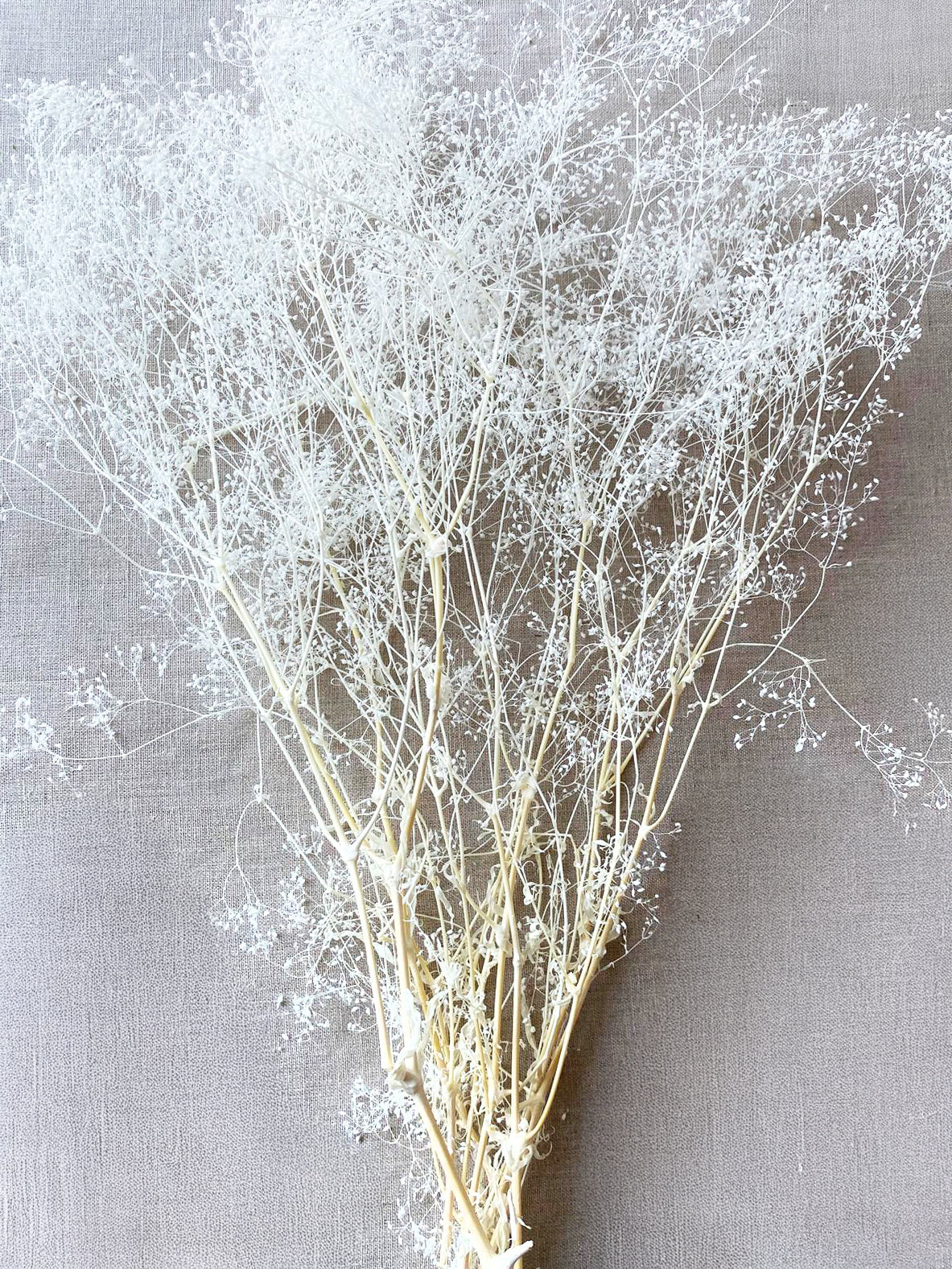 Dried Stardust Gypsophila