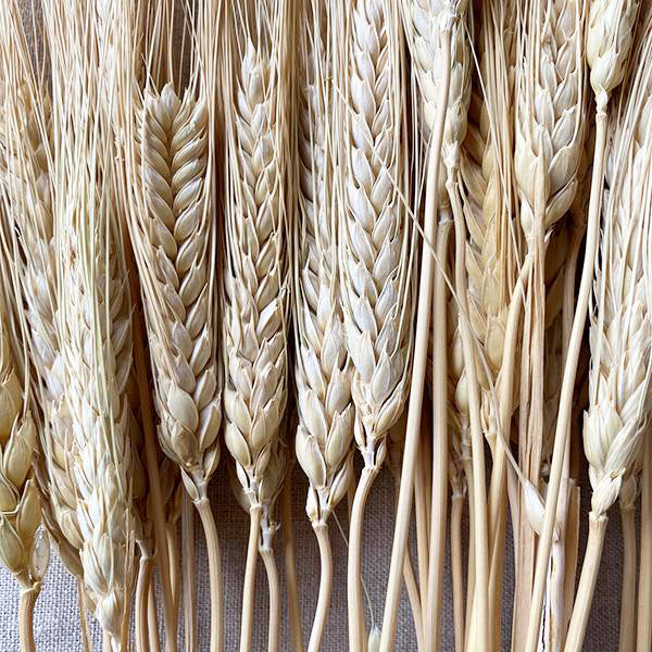 Dried Natural Triticum Wheat - Thumbnail 2