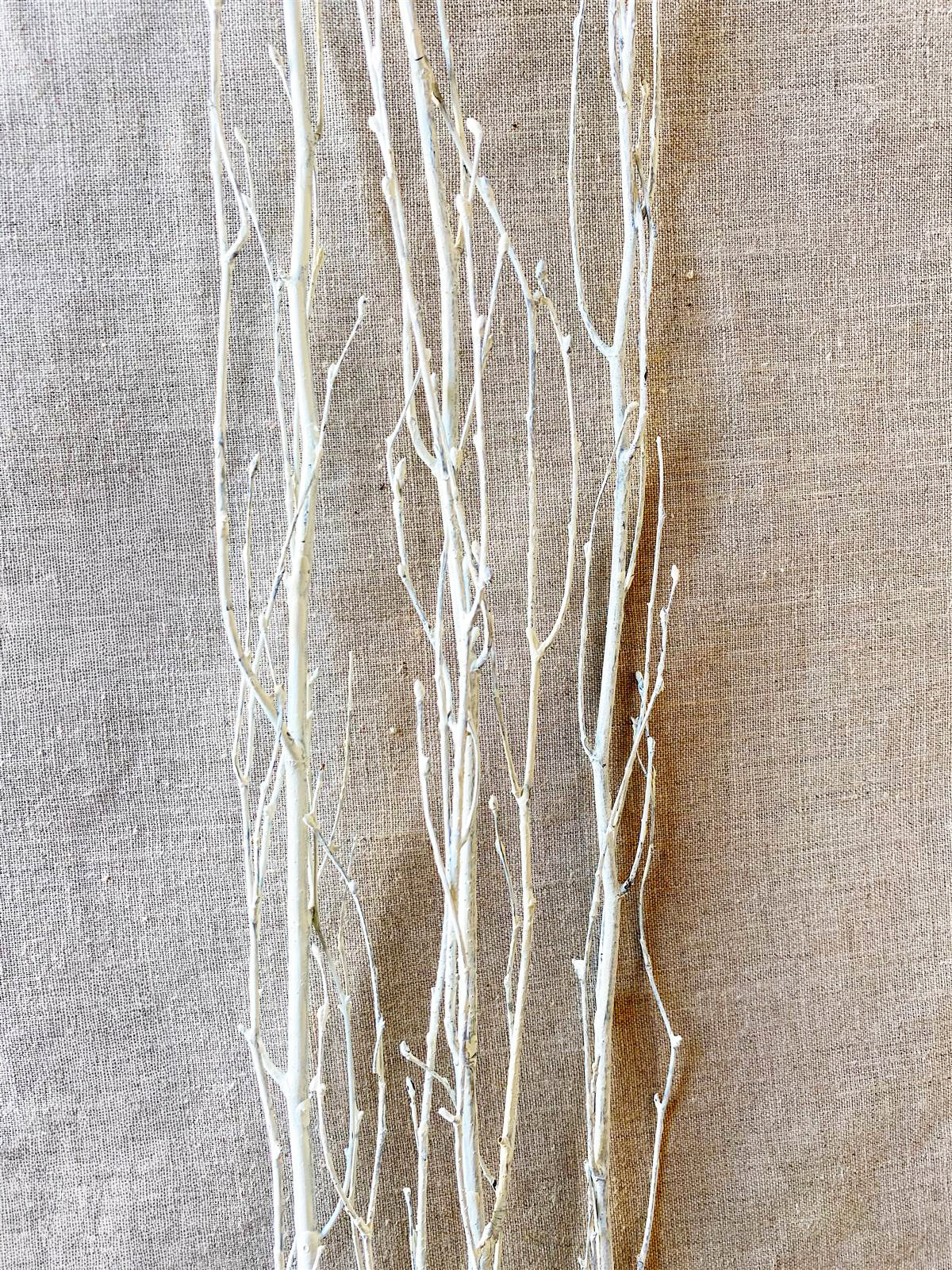 Dried White Birch Branch