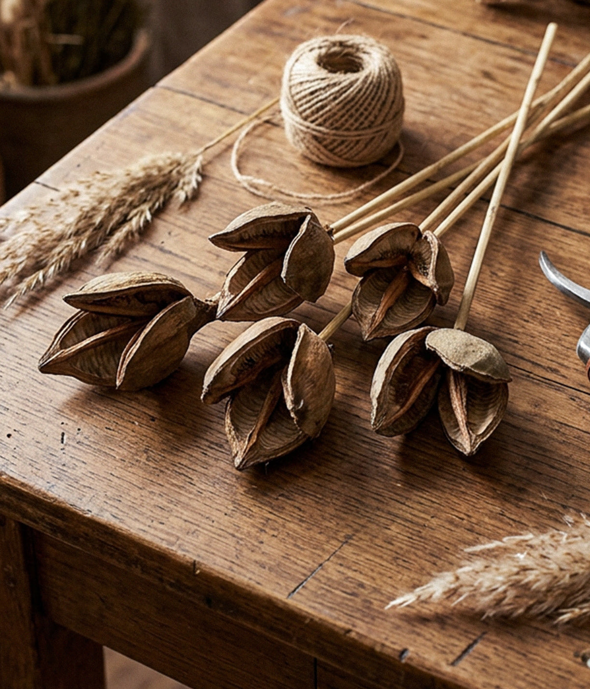 Dried sora pod stems with open brown pods displayed on a wooden table
