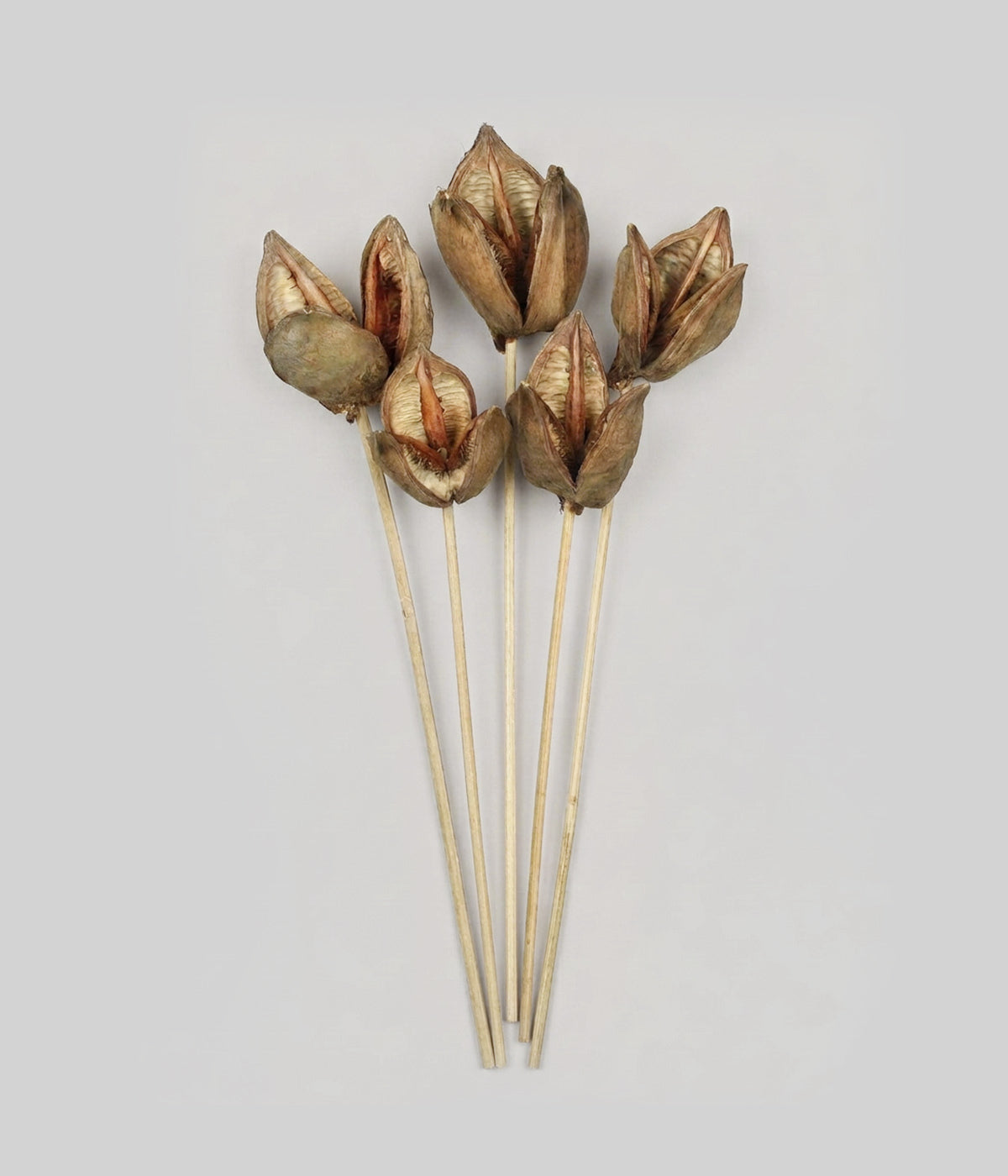 Set of five dried sora pod stems with open brown pods and ribbed interiors