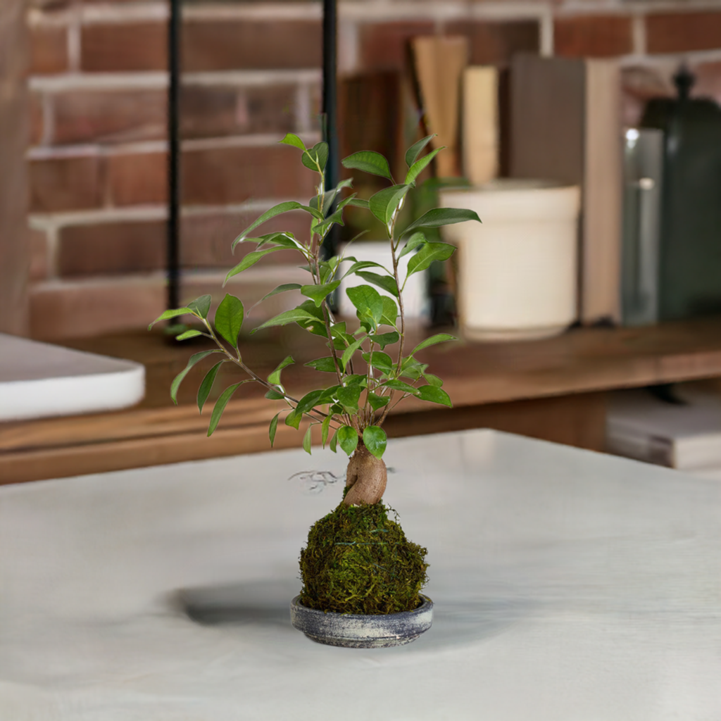 Ficus Bonsai Kokedama