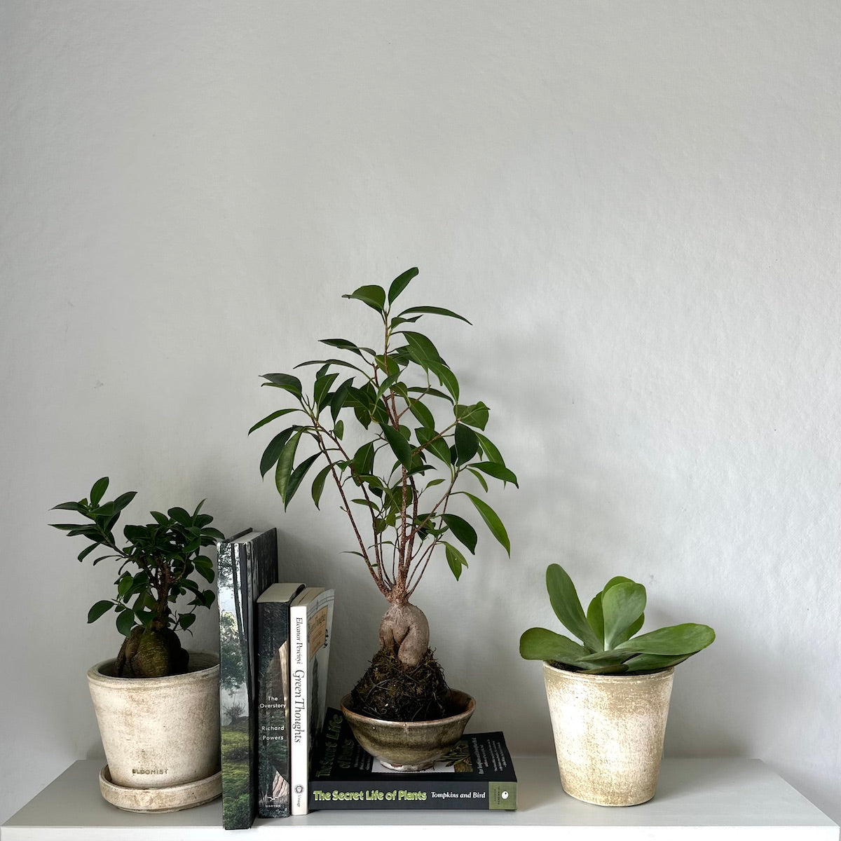 bonsai house plants Ficus Bonsai, Potted
