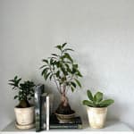 Ficus Bonsai, Potted - Bloomist