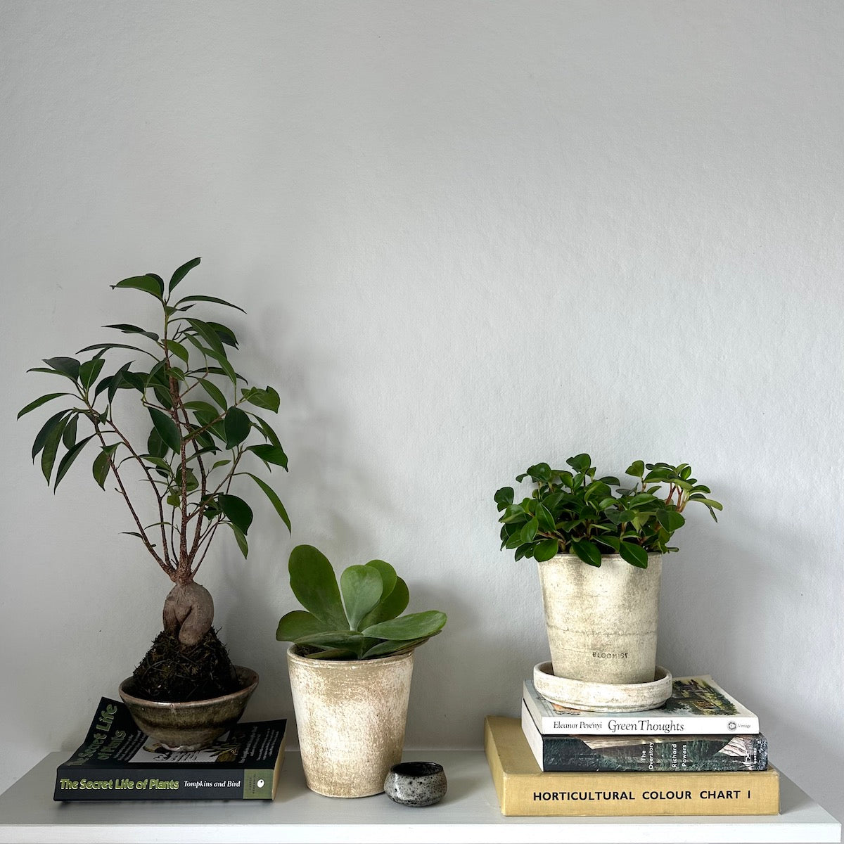 Bloomist Peperomia Glabella - Thumbnail 5
