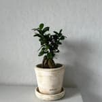 Ficus Bonsai, Potted - Bloomist