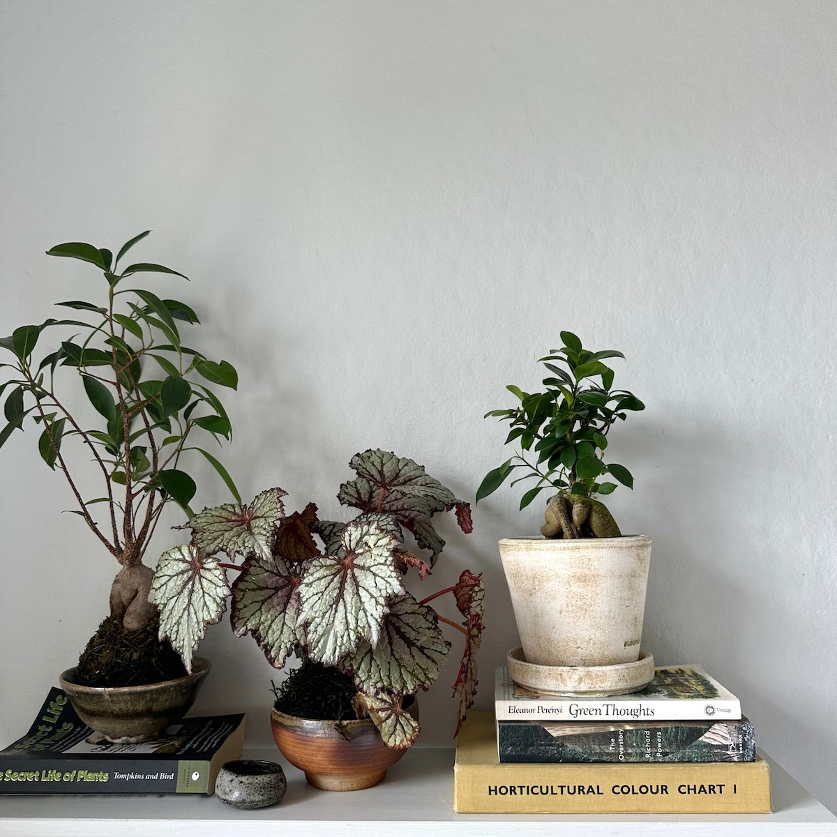 Ficus Bonsai, Potted - Bloomist