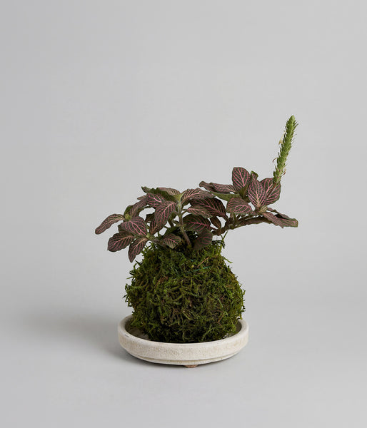 Fittonia Nerve Plant Kokedama