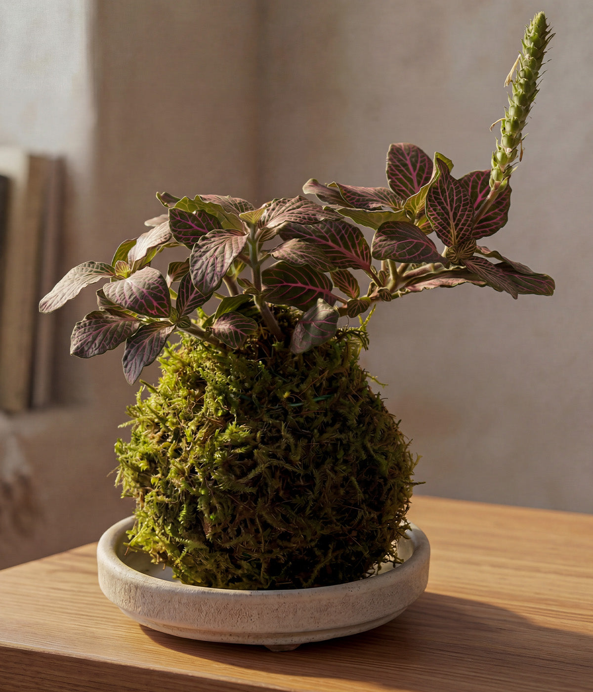 Fittonia nerve plant kokedama with pink veined leaves on a wooden table