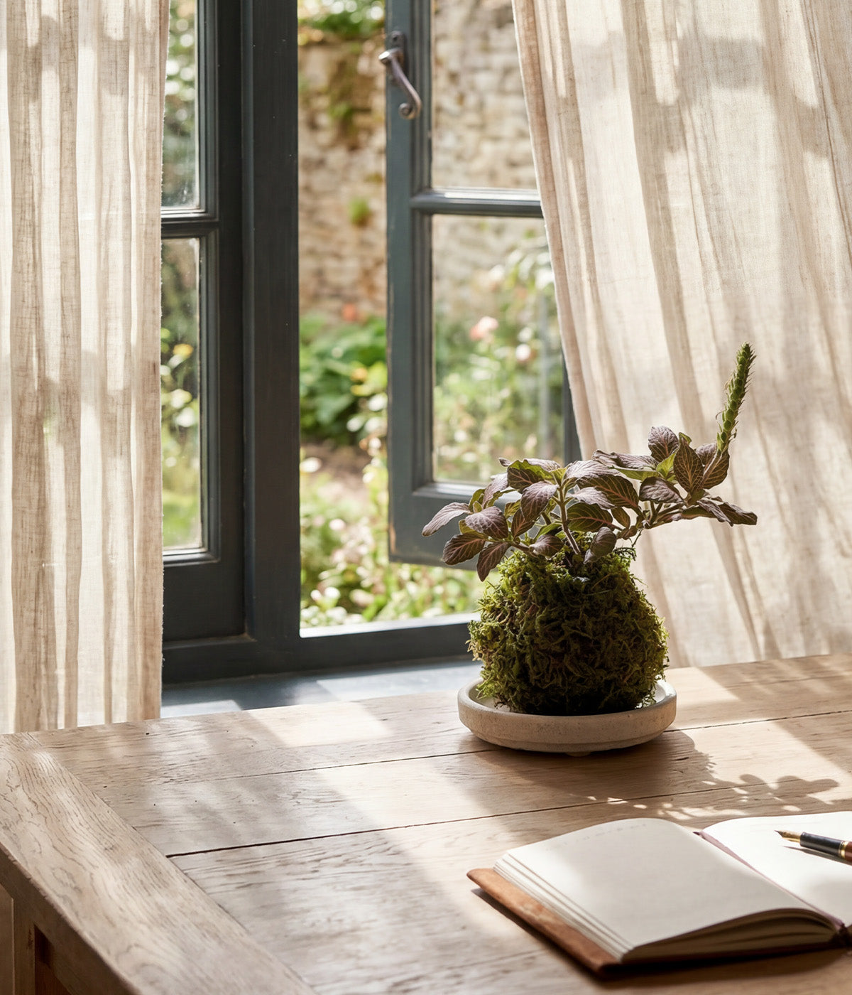 Fittonia kokedama with green and pink veined leaves in moss sphere