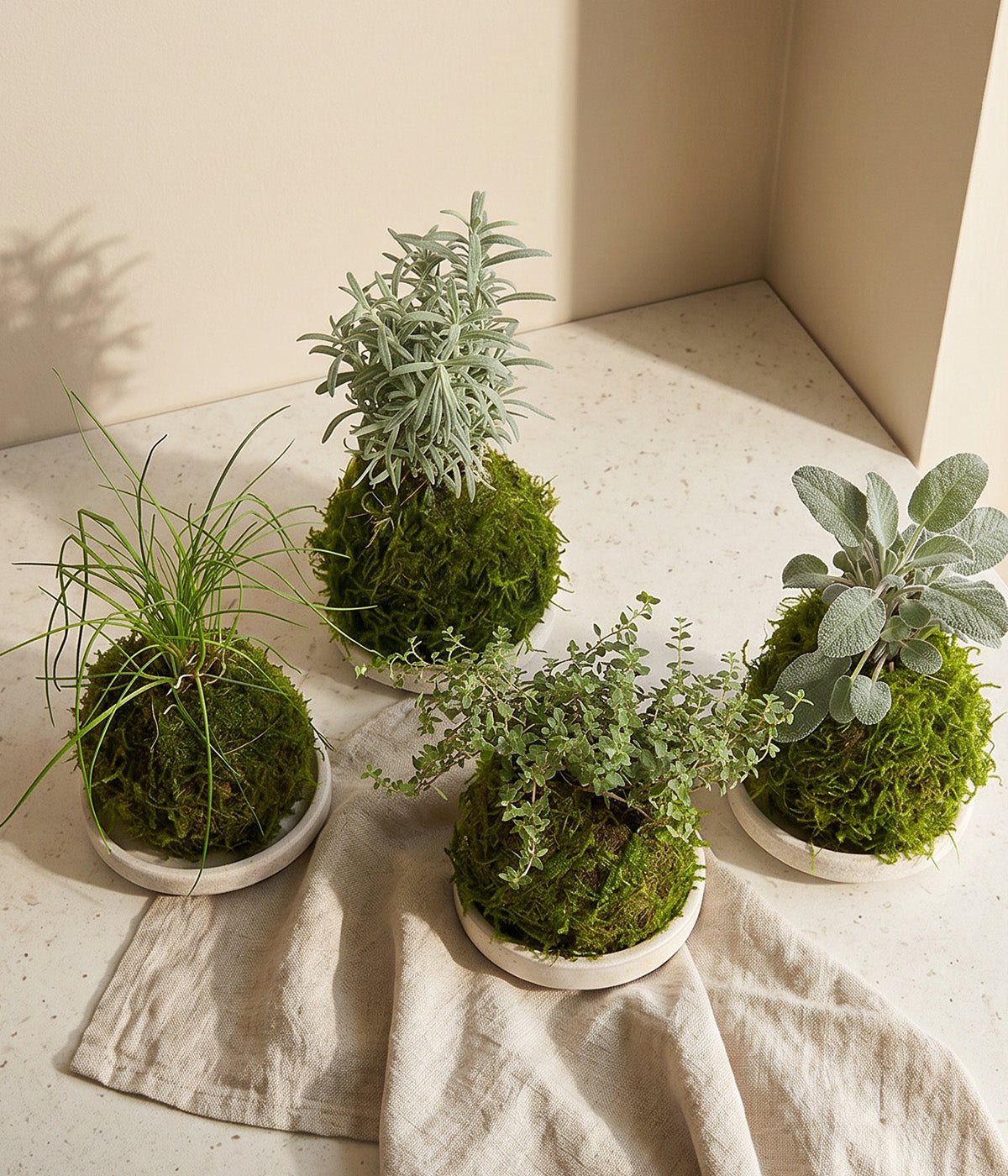 Indoor herb plants shaped into  compact kokedamas
