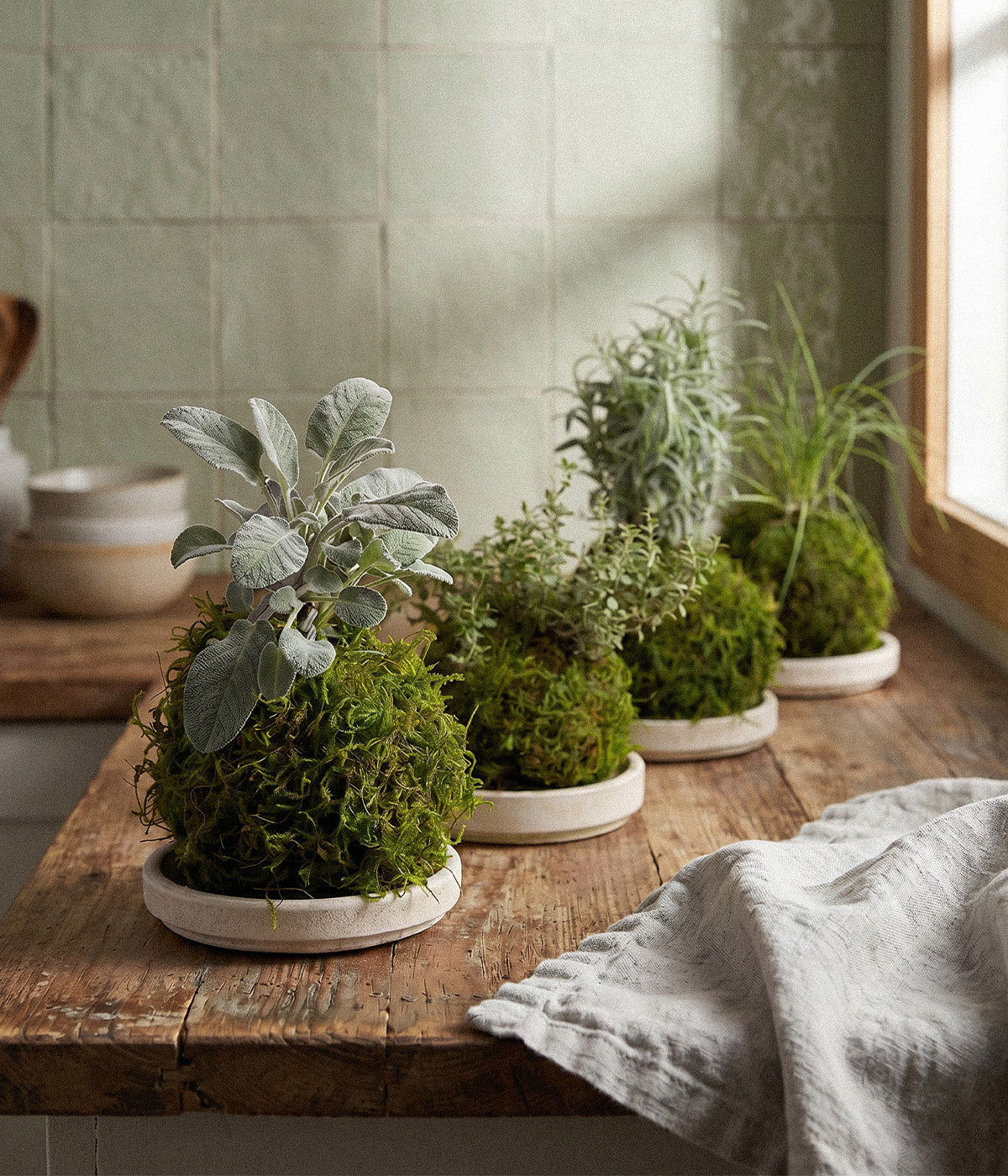 Rosemary, thyme, sage, and chive kokedamas