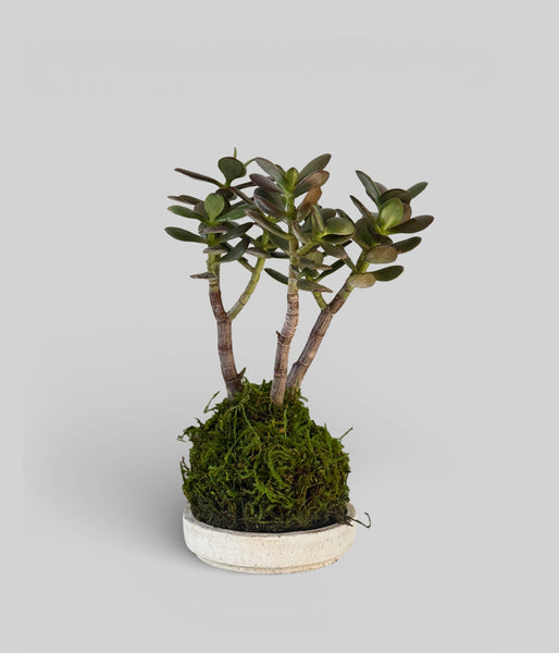 cinnamon jade plant Bonsai Jade Tree Kokedama | Living Succulent