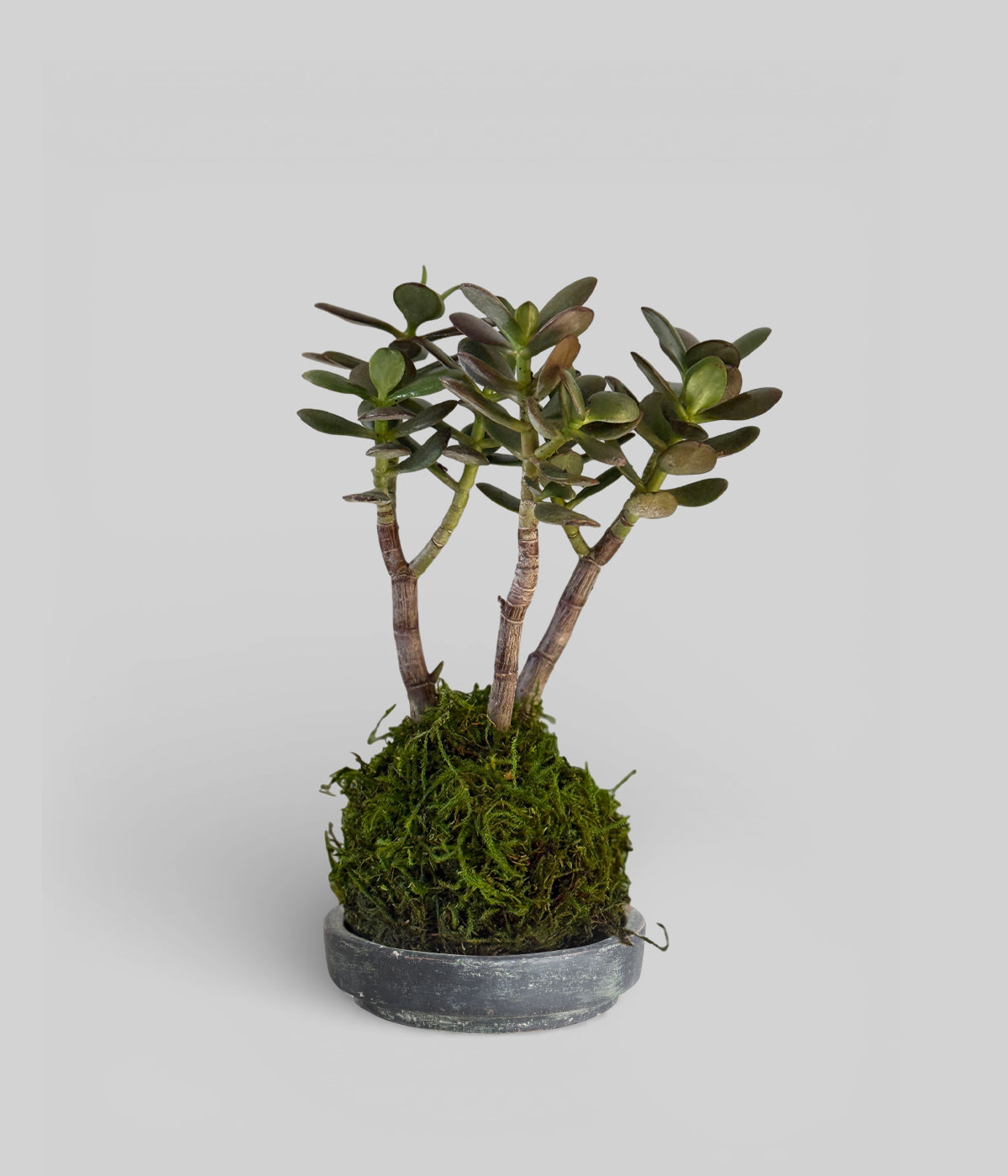 Jade plant with glossy leaves on hand-formed moss base and gray tray