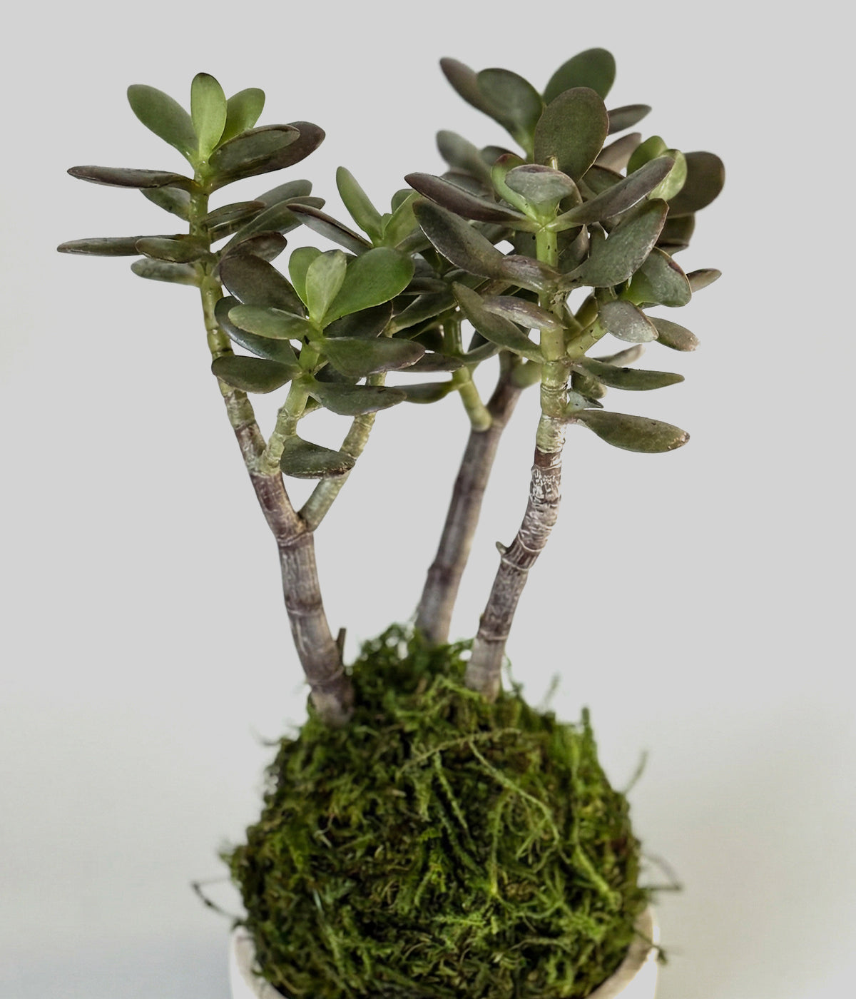 siam jade plant Bonsai Jade Tree Kokedama | Living Succulent