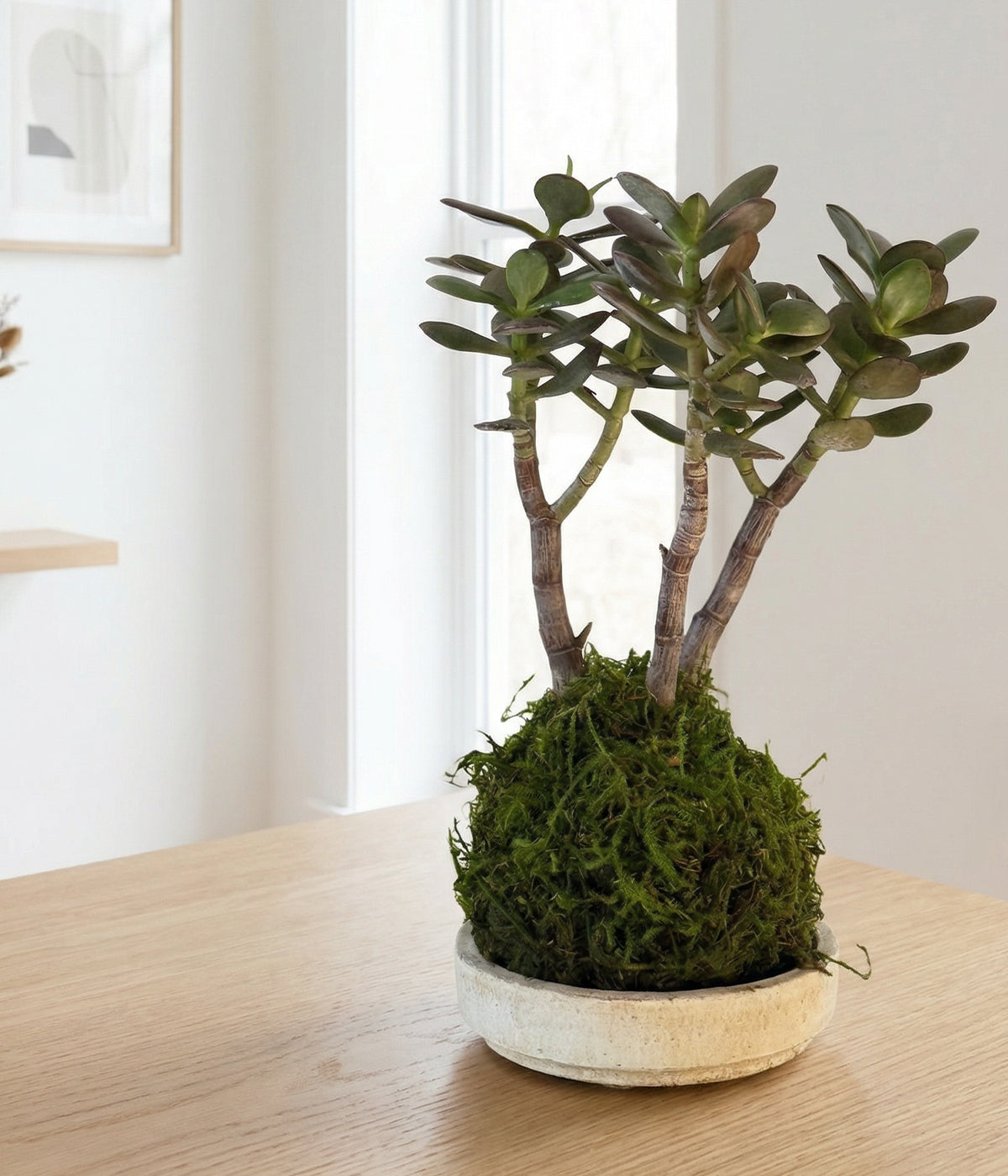 is jade plant bonsai Jade Bonsai Kokedama