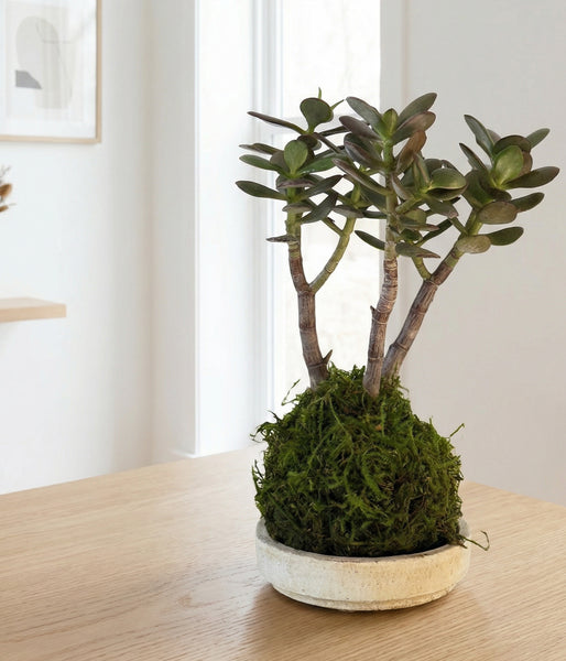 jade plant soft branches Bonsai Jade Tree Kokedama | Living Succulent
