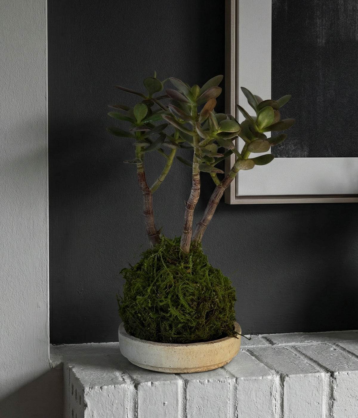 jade bonsai tree for sale Bonsai Jade Tree Kokedama | Living Succulent