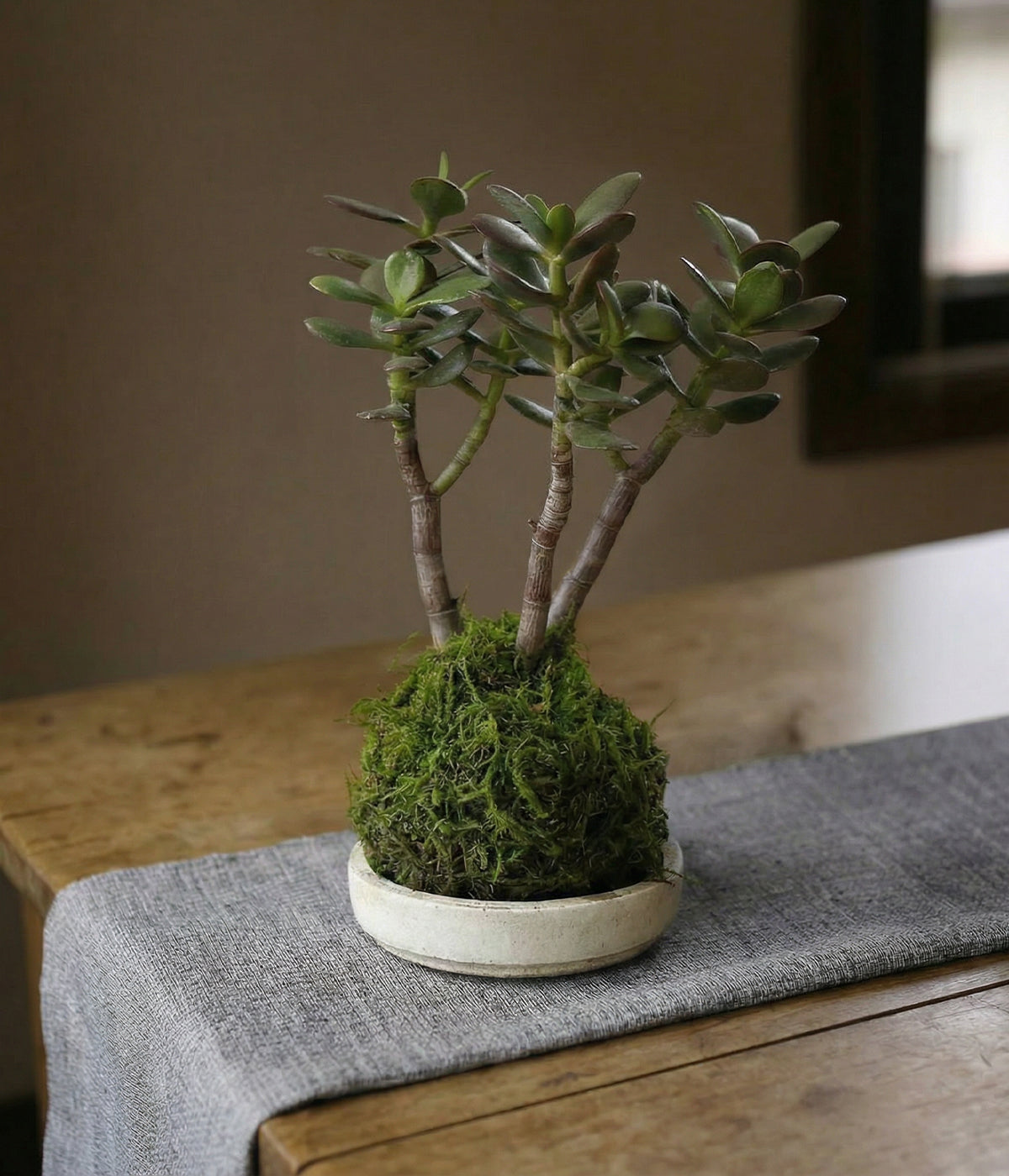 kokedama jade plant Jade Bonsai Kokedama
