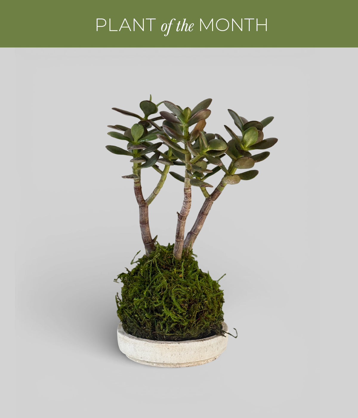 bonsai jade tree with thick woody stems on moss sphere and white patina tray